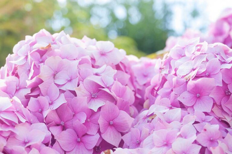 Que Mettre Au Pied Des Hortensias Pour Leur Faire Passer L Hiver Quel