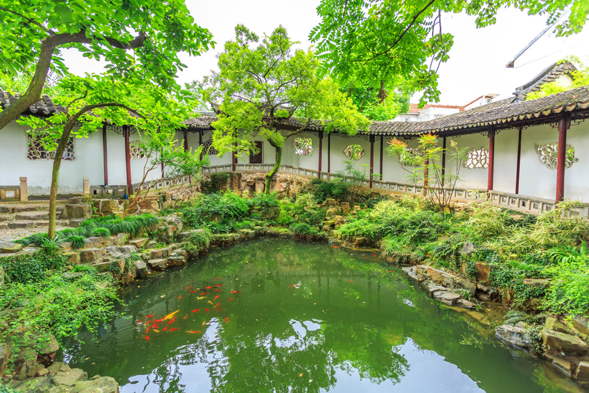 Un étang avec poissons style jardin chinois.